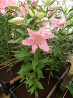 [4223 Ficini No01.JPG]